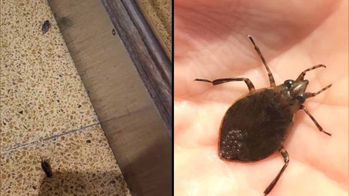 Arjantin başkentini saran devasa böcekler paniğe yol açtı: 'Her yer korkunç, dışarı adım atamıyorum