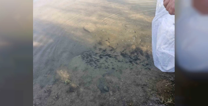 Afyonkarahisar'da baraj göletine balıklandırma çalışması