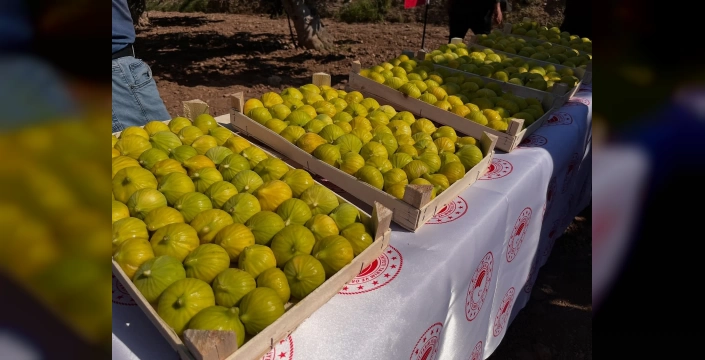 Aydın Valisi Canbolat, Buharkent'te incir hasadına katıldı