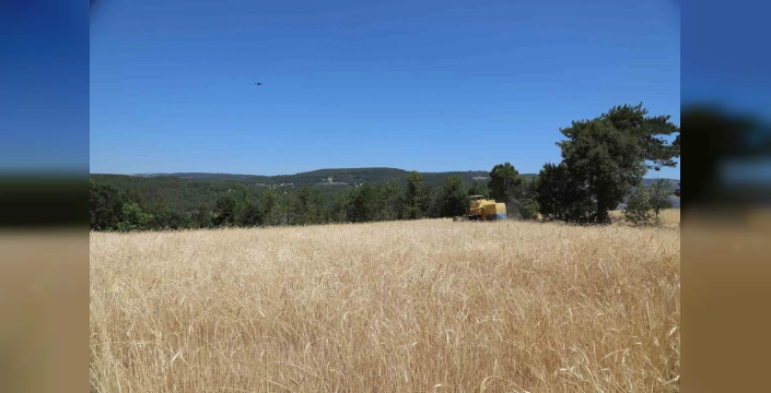 Bursa'da Siyez buğdayı hasadı: Çiftçilerin yüzü güldü
