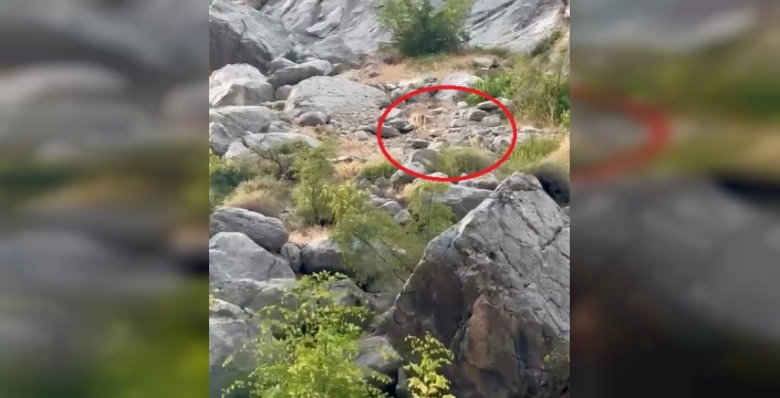 Kemaliye'de nesli tükenmekte olan dağ keçisi görüntülendi