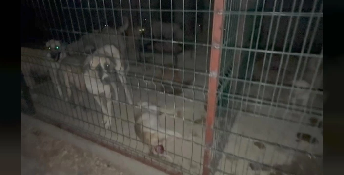 Suruç'ta Hayvan Barınağı Olayı: Telef Olan Köpekler Tepki Çekti