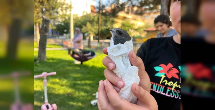 Tavşanlı'da yaralı ebabil kuşuna sahip çıkıldı