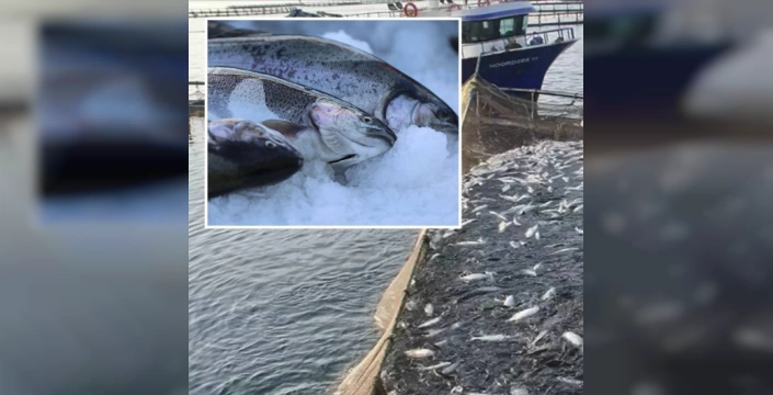 Türk somonu ihracatı 81 milyon doları aştı