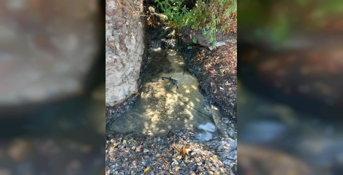 Yalova'da deniz kirliliği: Beno Plasts fabrikası şüpheli