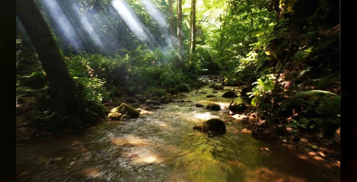 Yalova'da ormanlık alanlara giriş yasağı
