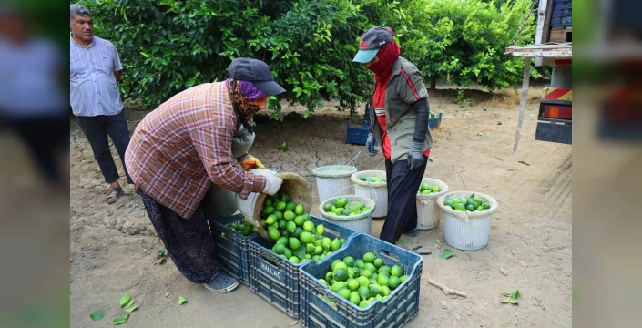 Adana'da limon hasadı başladı: Fiyatlar 150 lirayı aşmıştı