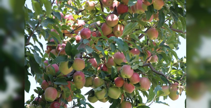 Amasya'da genç çiftçi, don felaketini atlattı: 80 ton elma hasadı bekliyor