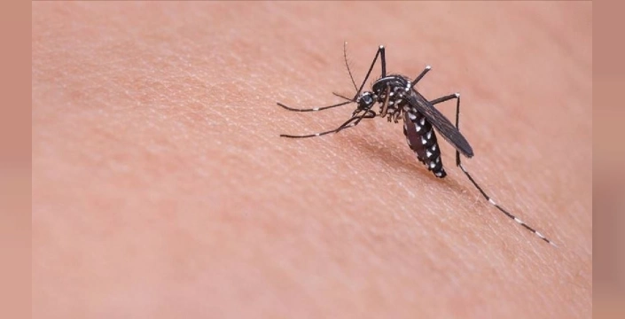 Avrupa'da sivrisinek kaynaklı hastalıklar rekor seviyede: Salgın uyarısı