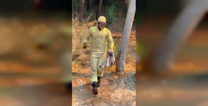 Çanakkale'de orman yangını: Orman işçisi alevler arasından kaplumbağa ve köpek yavrusu kurtardı