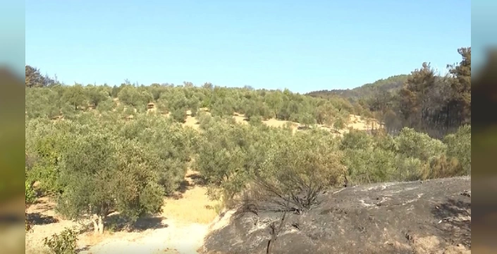 Çanakkale yangınında zeytinlik kurtuldu: Temizlik hayat kurtardı