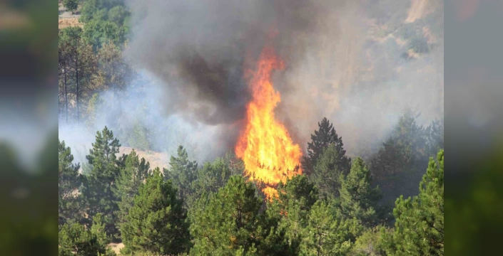 Çorum'da orman yangını kontrol altına alındı
