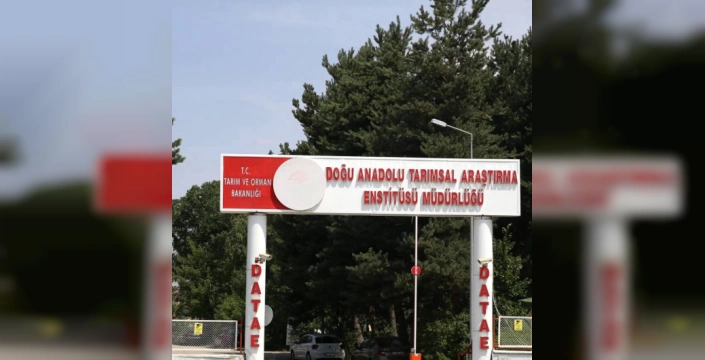 Erzurum'da yeni patates çeşitleri tescillendi