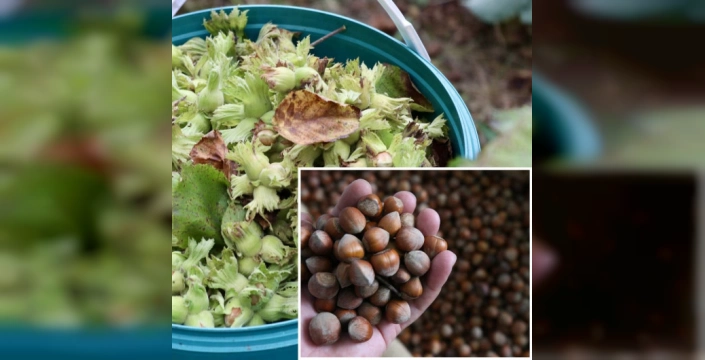 Fındık İhracatı: 1 milyar 347 milyon dolarlık gelir