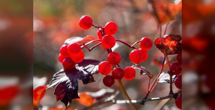 Gilaburu: Böbrek taşı tedavisinde umut vadeden bir bitki