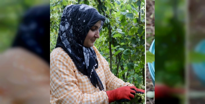 Giresun'da fındık hasadı başladı