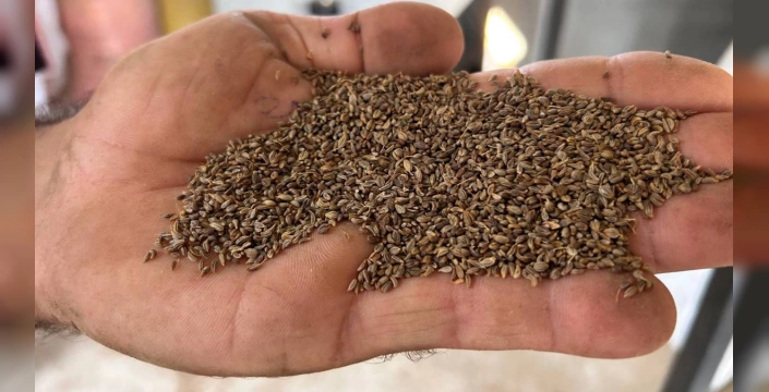 Hatay'da maydanoz tohumu hasadı başladı: Kilosu 100 TL'den satılıyor