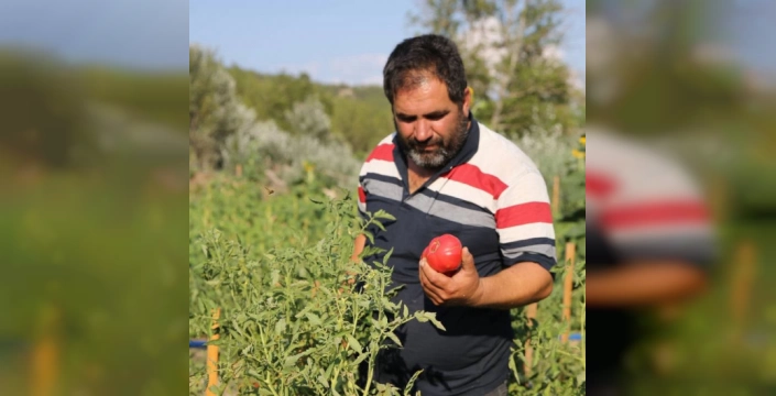 Karabük'ün maniye domatesi çiftçiler için bereketli bir sezon yaşatıyor