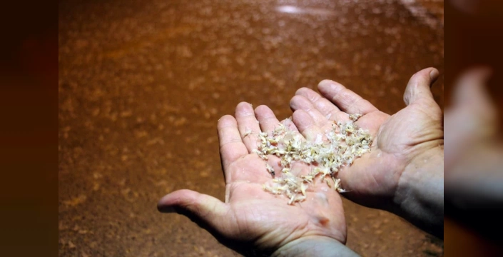 Milyonlarca ‘Birgün’ sineği Akyazı’da ölüm dansı yaptı