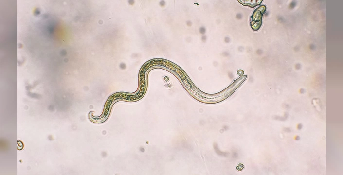 Parazitin sinsi yöntemi: Yeni nesil ağrı kesicilere ilham veriyor