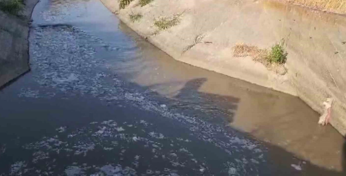Suluova'da sulama kanalı kirlendi: Balık ölümleri endişesi