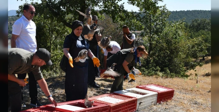 Tavşanlı'da 300 kınalı keklik doğaya bırakıldı