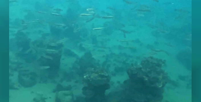 Van Gölü'nün su altı dünyası: İnci kefalleri ve mikrobiyalitler