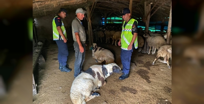 Kırşehir'de çalınan 18 küçükbaş hayvan bulundu