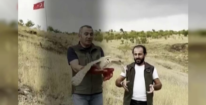 peçeli baykuş, tedaviyle hayata tutundu: yeniden doğada