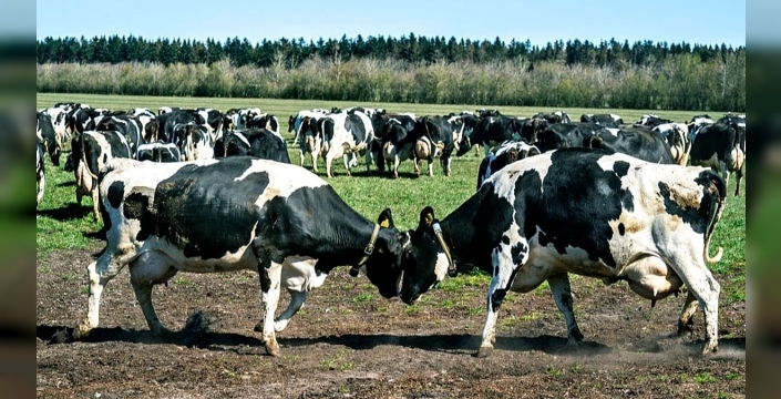 Danimarka'da inekler zehirleniyor mu? Bovaer katkısının karanlık yüzü!