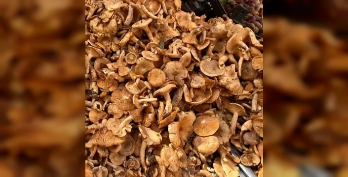 Düzce'de mantar toplama uyarısı: 'Hepsi risk taşıyor!'