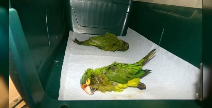 İç çamaşırına sakladığı iki nadir papağanla sınırda yakalandı: Şok detaylar!