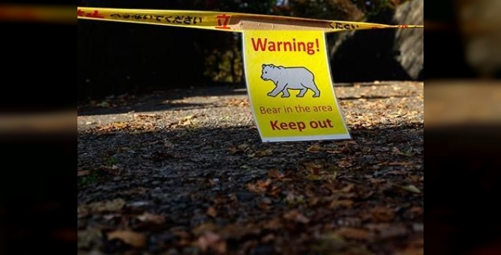 Japonya'da ayı tehdidine karşı devrim niteliğinde sigorta paketi!