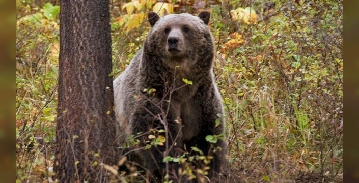 Kanada'da okul gezisi sırasında ayı saldırısı: 4 yaralı, 2'si ağır!