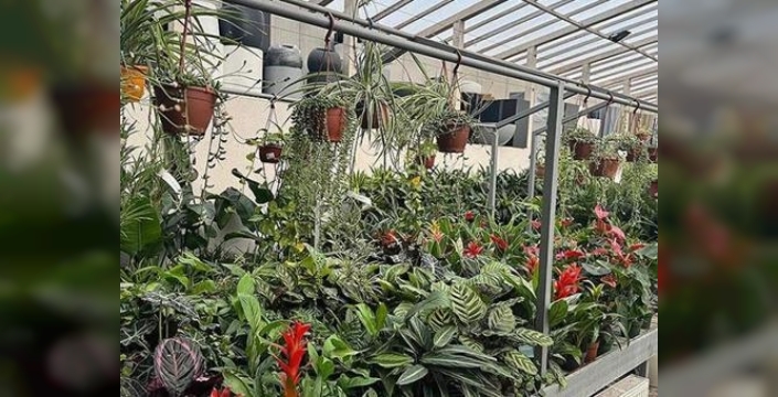 Pandemiyle birlikte balkonda bahçecilik hedefe ulaşıyor: Süs bitkisi satışları tavan yaptı