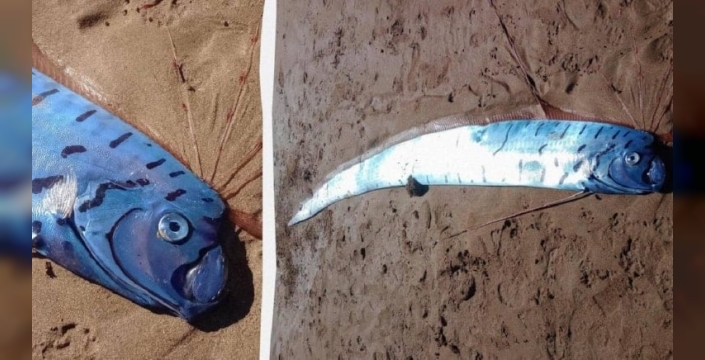 Sahildeki gizemli yaratık: Felaket habercisi mi, yoksa efsane mi?