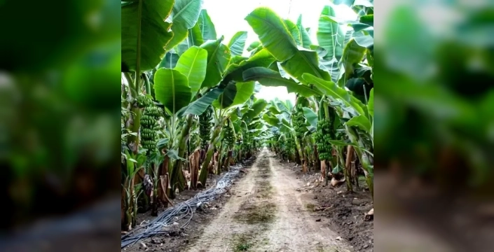 Tropikal meyveler Çukurova'da! Devlet destekleriyle 7.500 dekara ulaştı: Çiftçiler yeni gelir kapısı buldu