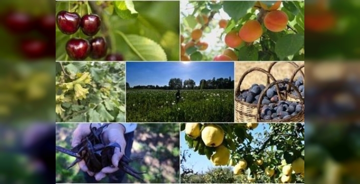 Türkiye tarımda dünyayı fethediyor! 7 üründe kimsenin eline su dökemiyoruz!