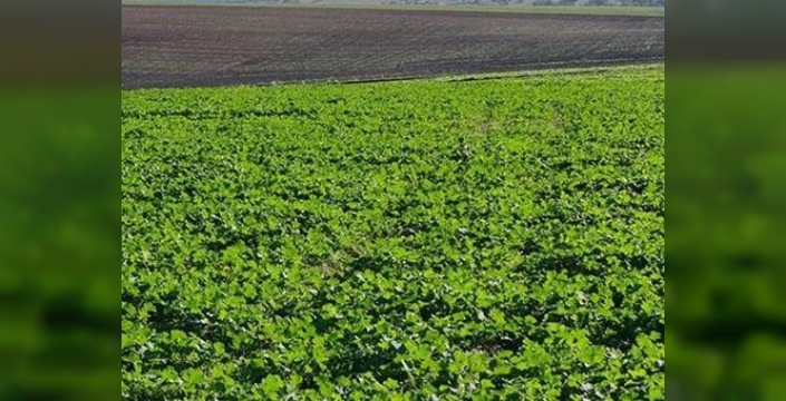 Yağışlar kanola üretimini patlattı: Yüzde 30'luk artış bekleniyor