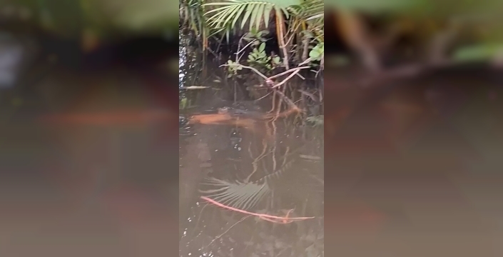 10 yaşındaki çocuğun timsah tarafından yutulması herkesi şok etti