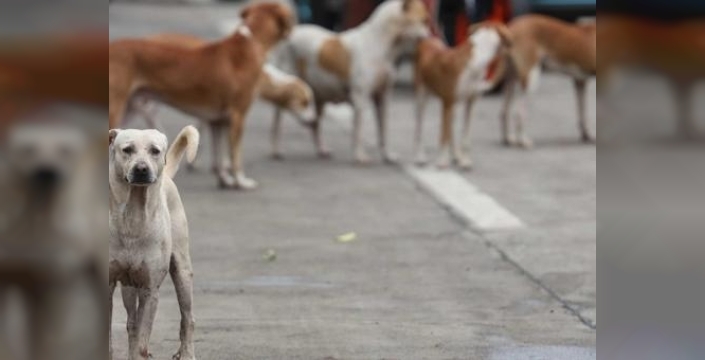 Bağdat'ta kuduz dehşeti: 19 bin köpek itlaf edilirken kurye can verdi, halk şokta!