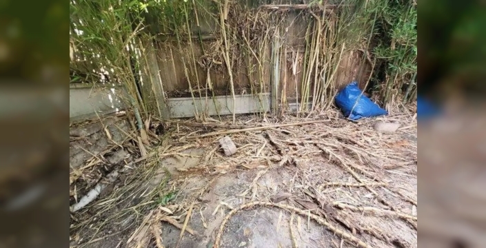 Bahçesindeki bambu kontrolden çıktı: Evin her yerini kaplayıp binlerce sterlinlik borca soktu