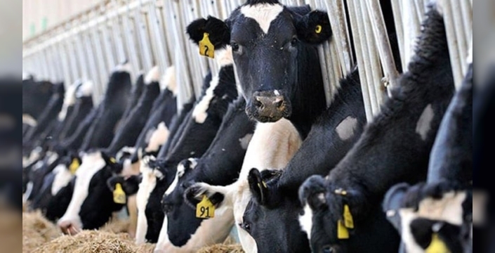 Çatalca'da hayvan kesim ücretleri fırladı: Büyükbaş 7 bin, küçükbaş 1500 lira oldu