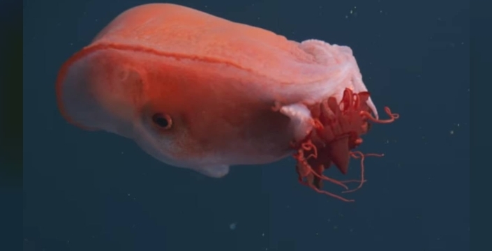 Denizin gizemli sakini 40 yıl sonra yeniden görüntülendi: Yedi kollu ahtapot şaşırttı