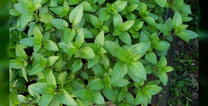 Fare istilası alarmı: Uzmanlar 'bahçenize nane dikin' diyor