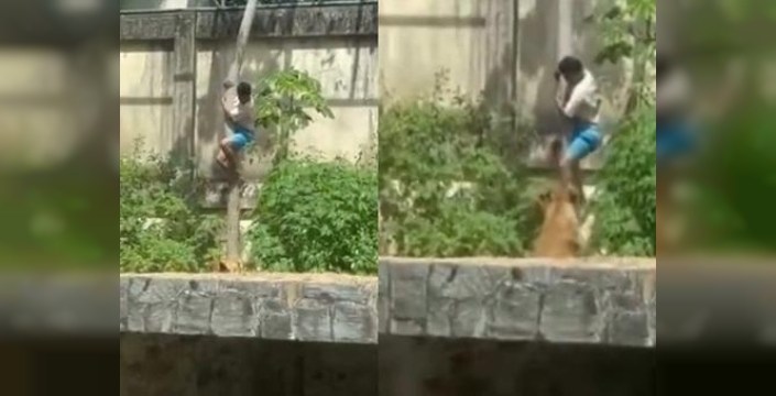 Hayvanat bahçesinde şok edici olay: Aslan kafesine giren 19 yaşındaki genç hayatını kaybetti