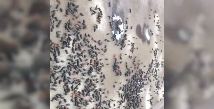 Iğdır'daki tarım işletmesinde ithal anguslar yetiştiriliyor