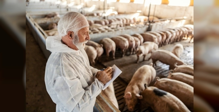İspanya'da domuz vebası alarmı: Virüs laboratuvardan sızmış olabilir