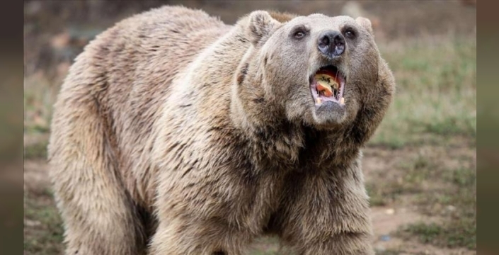 Japonya'da ayı saldırıları artarken, ayı eti restoranlarda rekor talep topladı