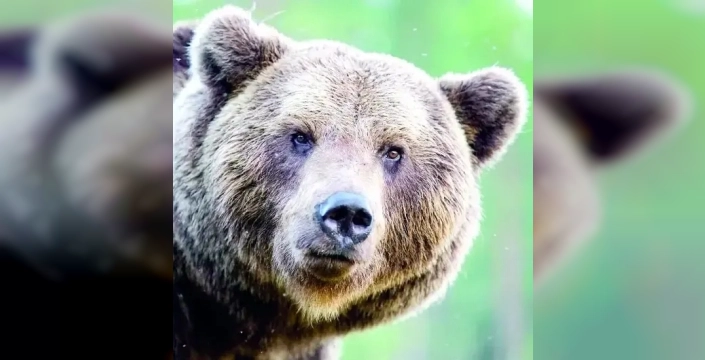 Japonya'da turizm sektörüne 'ayı saldırısı sigortası' geliyor: İşletmeler için özel koruma paketi